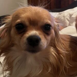 Meet your Posher, Amber